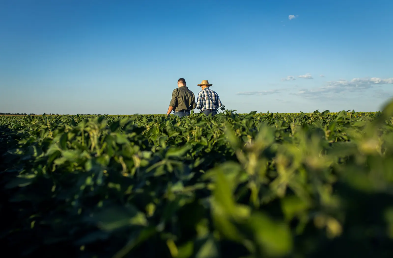 Deux agriculteurs marchant dans un champ de soja sous un ciel bleu